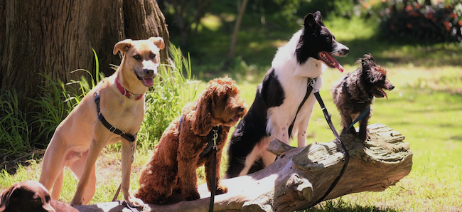 The Best Pet Sitter in Castle Rock